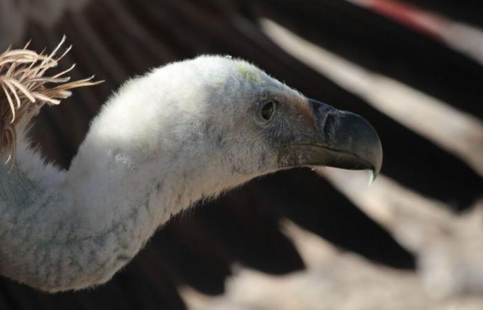 In Aveyron ist das Schießen zur Vertreibung von Gänsegeiern erlaubt