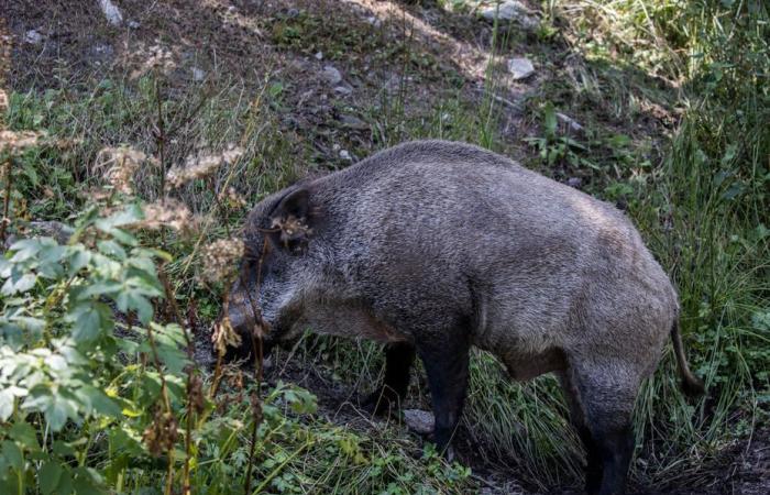 Ein 30-jähriger Jäger wurde nach einem Angriff durch ein Wildschwein schwer verletzt; zu seiner Rettung wurde ein Hubschrauber eingesetzt