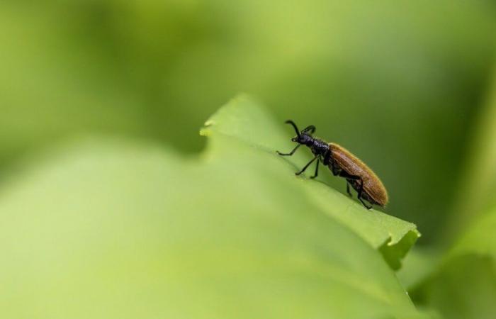 Plastikfressendes Insekt erstmals in Afrika entdeckt