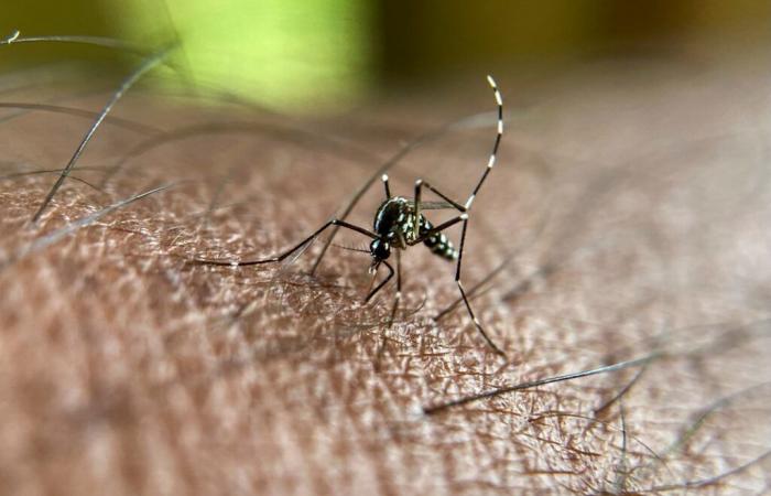 Dengue-Epidemie wird ausgerufen