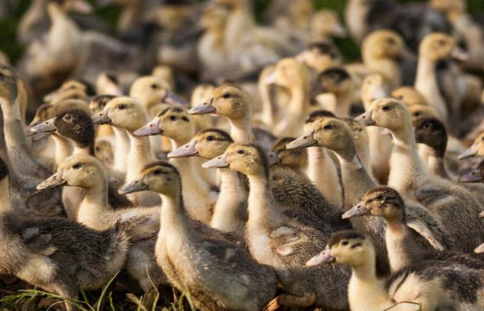 Landes. Zweiter Fall der Vogelgrippe festgestellt, 6.000 Enten eingeschläfert