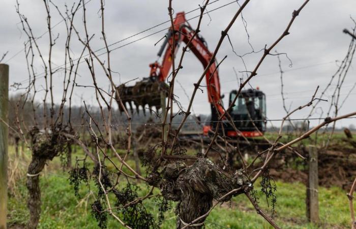 Großer Erfolg in der Gironde für den nationalen Rodungsplan mit mehr als 5.000 Anfragen