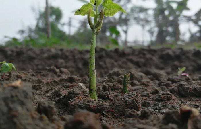 Welche Rolle spielen Parasiten in Ökosystemen?