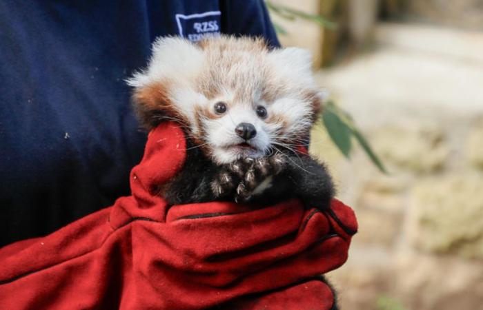 Nach dem Tod dieses kleinen Roten Pandas gibt der Zoo in Edinburgh dem Feuerwerk die Schuld