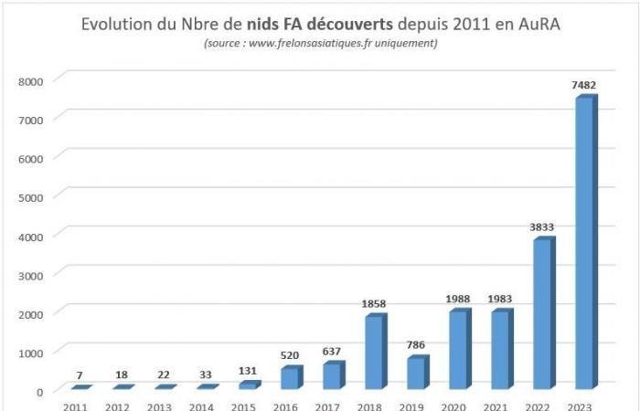 Diese besorgniserregende Invasion der Asiatischen Hornisse in der Haute-Loire