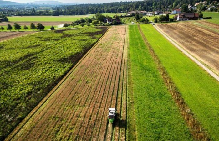 Schweizer Landwirte werden durch Anreize zum Verzicht auf Pflanzenschutzmittel verführt – rts.ch