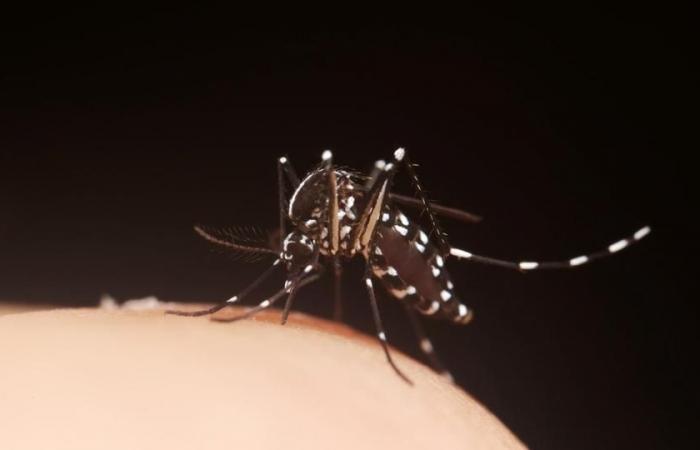 Angesichts von DENV3, einem Serotyp des Dengue-Virus, tritt Guadeloupe in eine epidemische Phase ein