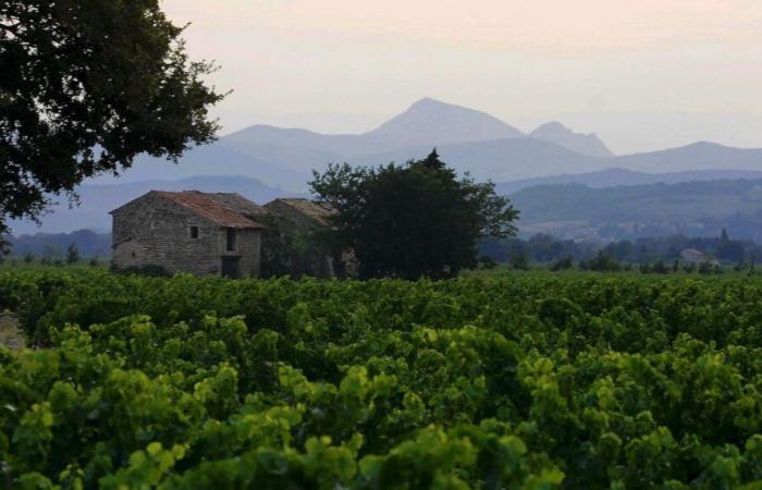 Vaucluse denkt darüber nach, die Reben der Appellation Ventoux an die globale Erwärmung anzupassen