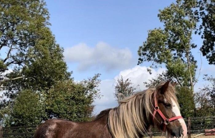 ein reinrassiges Pferd fehlt, die Spur des geplanten Diebstahls