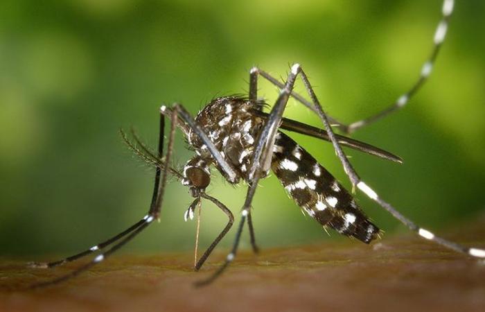 Guadeloupe befindet sich in der Epidemiephase, Behörden befürchten „eine hohe Zahl von Fällen“