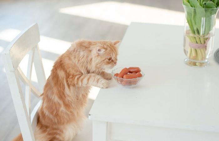 Wütend, nachdem die Katze auf den Esstisch geklettert ist, befiehlt er seiner Tochter, mit dem Tier draußen zu essen und zu miauen