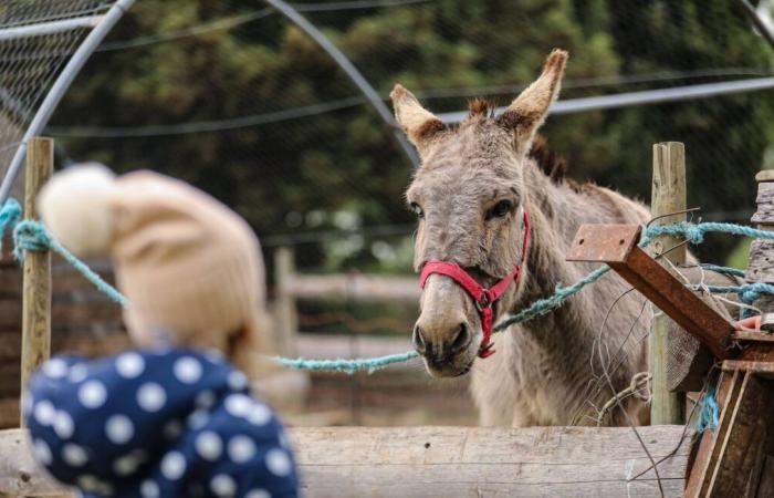 Eine Siebzigjährige und ihre beiden Kinder wegen Tiermissbrauchs verurteilt