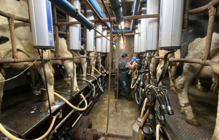 LIVE – France Bleu Normandie verbringt den Vormittag auf dem Bauernhof La Vache de Louvicamp in Mesnil-Mauger