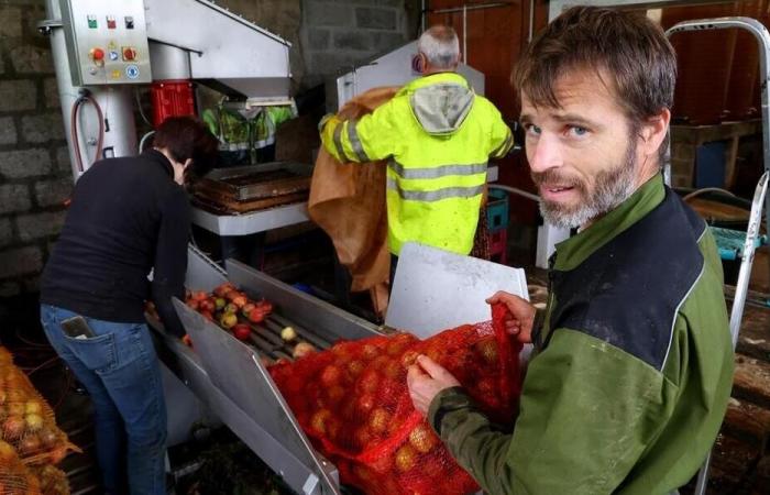 Im Ärmelkanal sollten ihm seine Äpfel 5.000 Liter Saft und 15.000 Flaschen Apfelwein einbringen