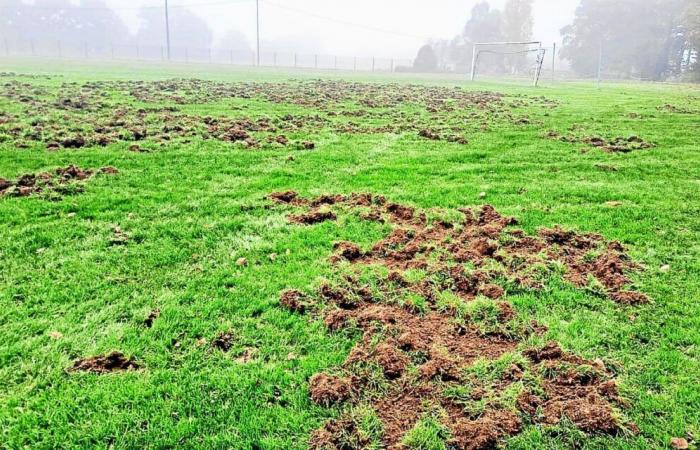 In Jugon-les-Lacs, von Wildschweinen gepflügt, der von der Gemeinde eingezäunte Fußballplatz