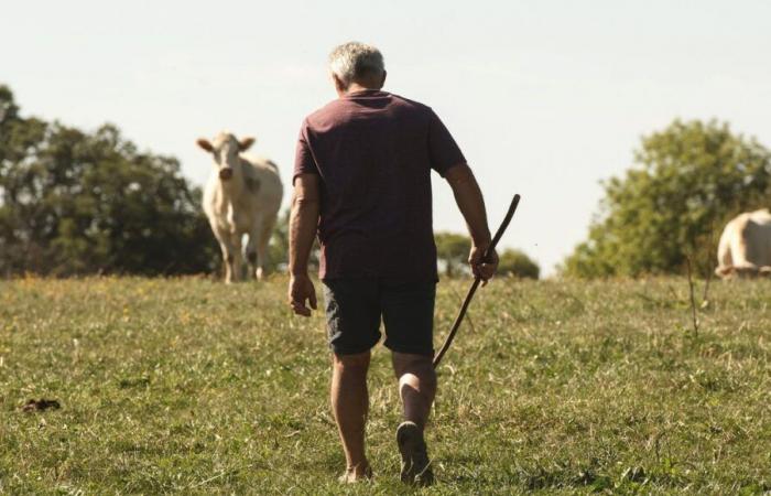 Landwirt zu sein bedeutet „viel Einsamkeit und Verwaltungsaufwand“, sagt dieser Züchter aus dem Finistère