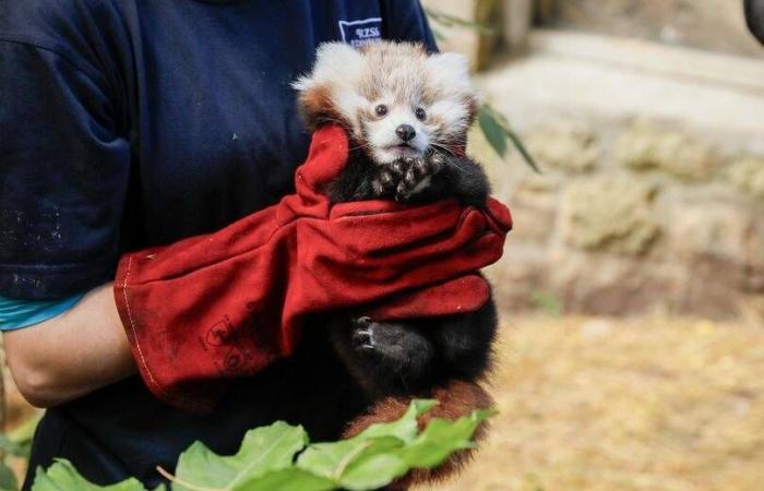 Dieses Rote Pandababy starb in einem Zoo und wurde Opfer einer Stressattacke aufgrund von Feuerwerkskörpern