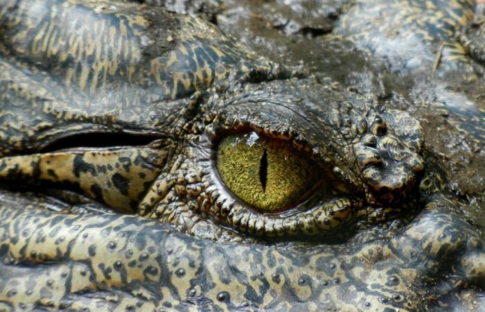 ???????? Meurthe-et-Moselle. Tierarzt wegen Alligatorhaltung verurteilt