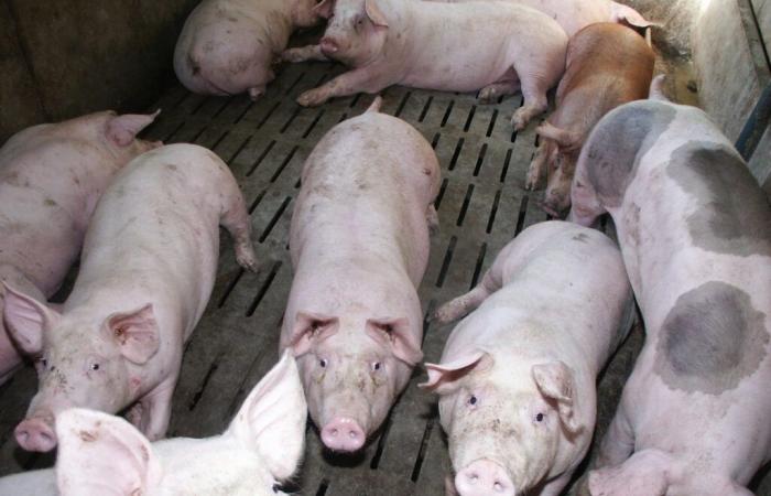 Ein Rückgang des Schweinefleischpreises um 8,6 Cent im Oktober