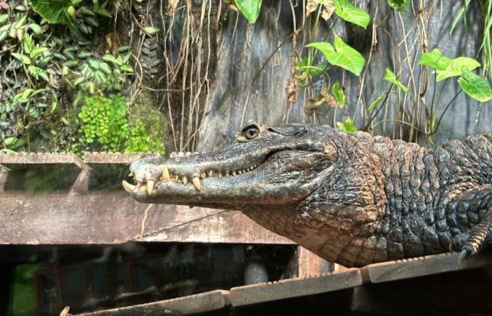 Meurthe-et-Moselle: Ein Tierarzt wurde wegen der Haltung eines Alligators zu Hause verurteilt