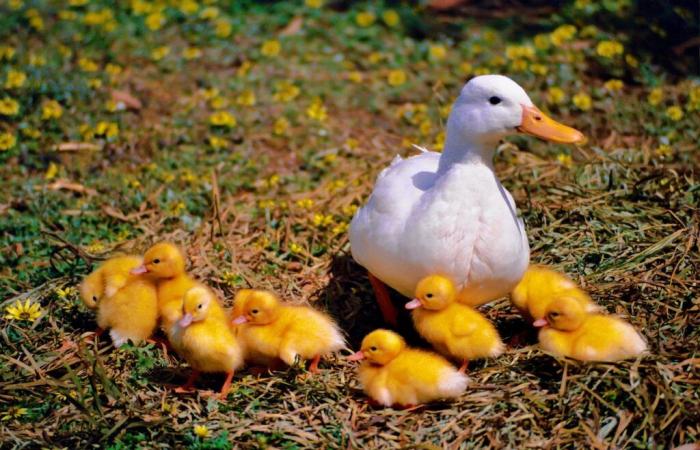 Entdeckung eines zweiten Ausbruchs in einer Entenfarm in den Landes