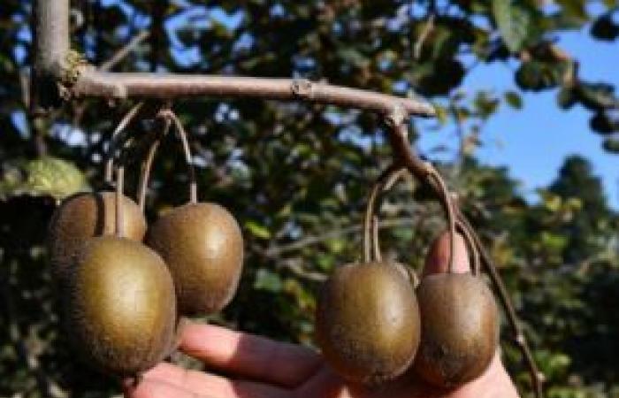 Kiwis mit gutem Geschmack aus Vaucluse