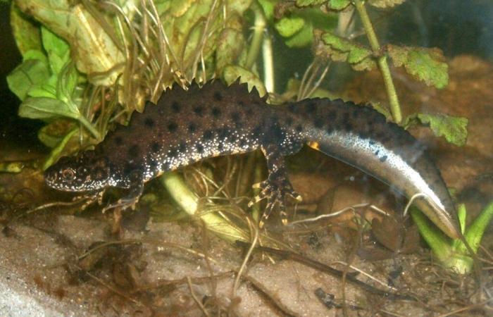 Ein Orne-Bauer versuchte, den Lebensraum einer geschützten Tierart zu zerstören