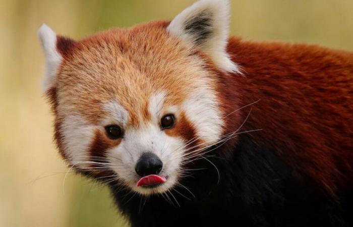 Roter Pandababy stirbt im Zoo an den Folgen von Feuerwerksstress