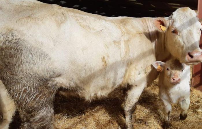 Creuse: 160 Rinder nehmen dieses Wochenende am abteilungsübergreifenden Wettbewerb Boussac Charolais teil