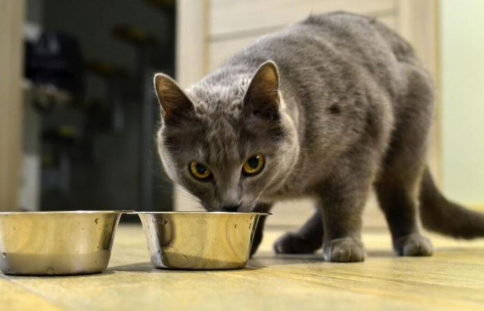 Laut 60 Millionen Verbrauchern sind diese Kroketten für Katzen am schädlichsten für ihre Gesundheit