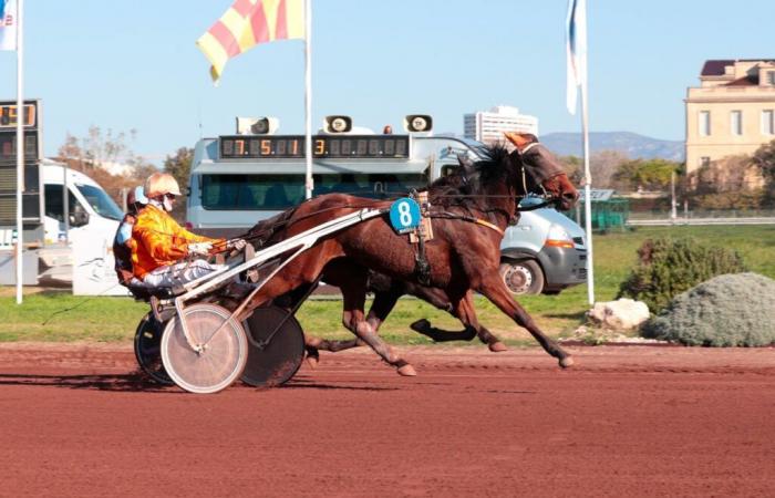 15.11.2024 in Borély – 3-Jähriges Finale: Like You enttäuscht nicht