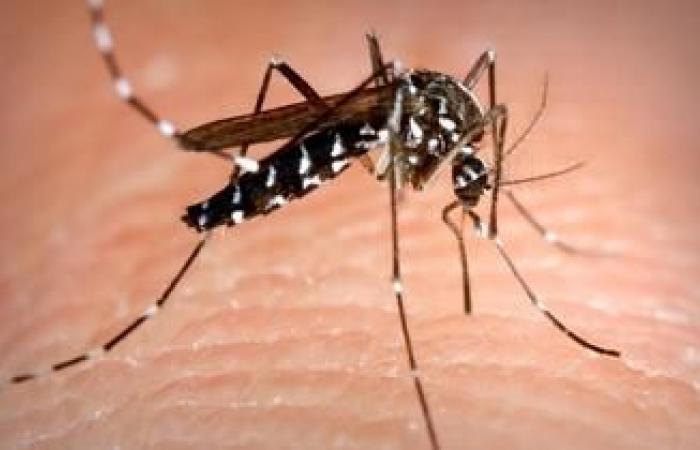 Angesichts von DENV3, einem Serotyp des Dengue-Virus, tritt Guadeloupe in eine epidemische Phase ein