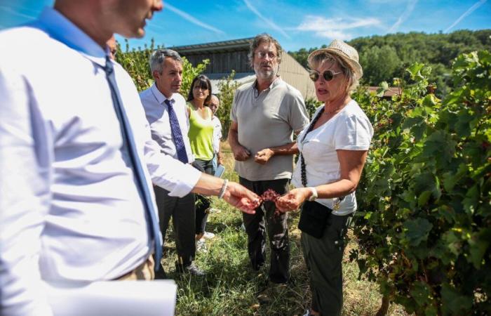 Mindestens 900 Hektar Rebfläche im Lot-et-Garonne entwurzelt