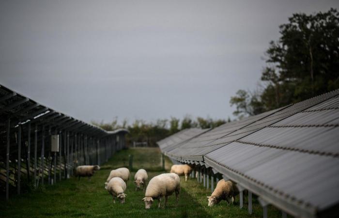 In den Cevennen werden 122 Hektar Solarpaneele in einem Schutzgebiet installiert