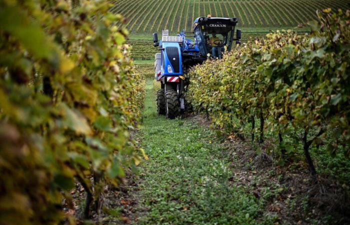 „Es ist unbedingt erforderlich, dass die Beihilfen für landwirtschaftliche Praktiken bereitgestellt werden, die die Umwelt und die menschliche Gesundheit respektieren.“