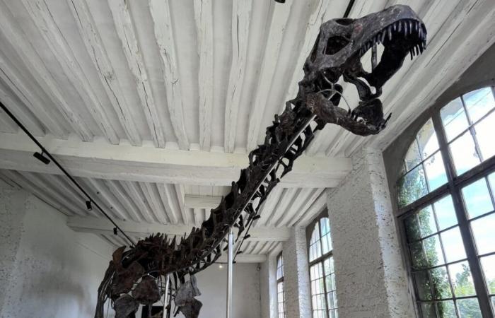 Vulcan, ein 5 Meter hoher Dinosaurier, wurde für 4,7 Millionen Euro verkauft