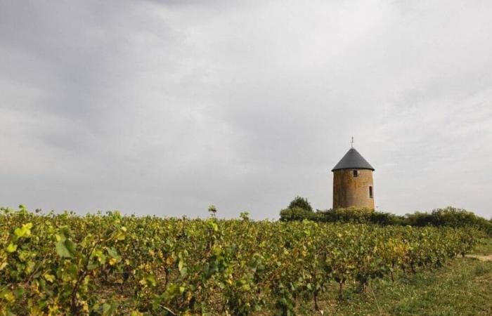 KARTE. Muscadet, durch diese zehn Weingüter in der Loire-Atlantique