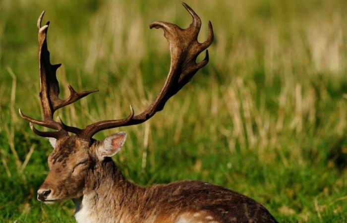 Vereine versuchen, einen schwarzen Hirsch zu retten, der auf einem Bauernhof aufgetaucht ist