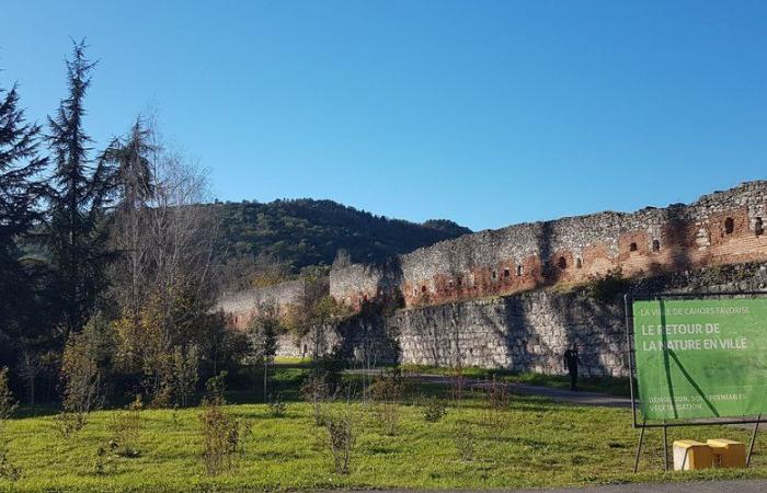 Am Ufer des Lot in Cahors wächst ein Stadtwald