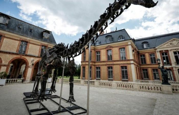 Ein riesiges Dinosaurierskelett wurde in Yvelines für 6 Millionen Euro verkauft: Nachrichten