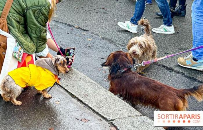 Pariser Wurstspaziergang 2024: Der Dackelspaziergang kehrt diesen Sonntag in die Hauptstadt zurück!