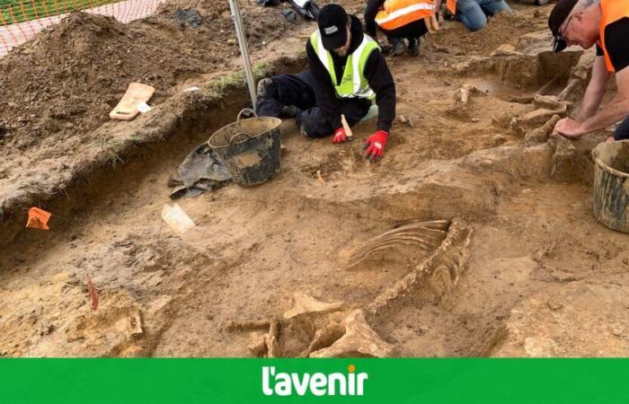 Ein 22 Meter langes Dinosaurierskelett in der Nähe von Paris für 6 Millionen Euro verkauft: „Eines der höchsten, die jemals in Frankreich hergestellt wurden“