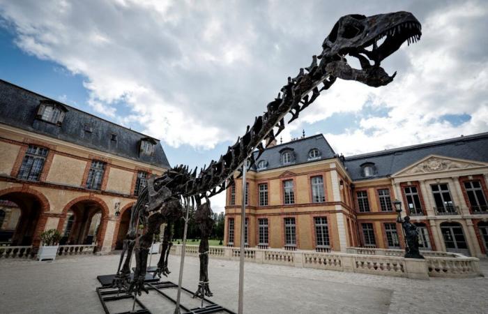 In Yvelines wurde ein riesiges Dinosaurierskelett für 6 Millionen Euro verkauft