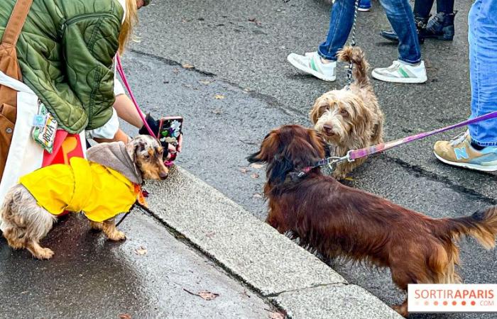 Pariser Wurstspaziergang 2024: Der Dackelspaziergang kehrt diesen Sonntag in die Hauptstadt zurück!