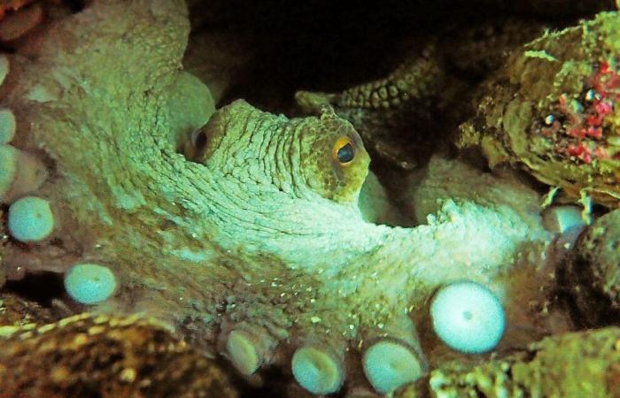 Der Oktopus gedeiht im nördlichen Finistère noch immer genauso gut