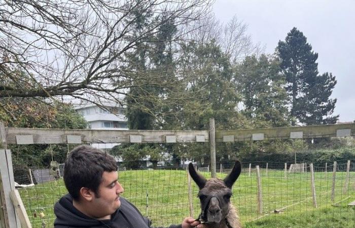 Ein Lama auf einem Lehrbauernhof, eine Premiere im Val-d’Oise