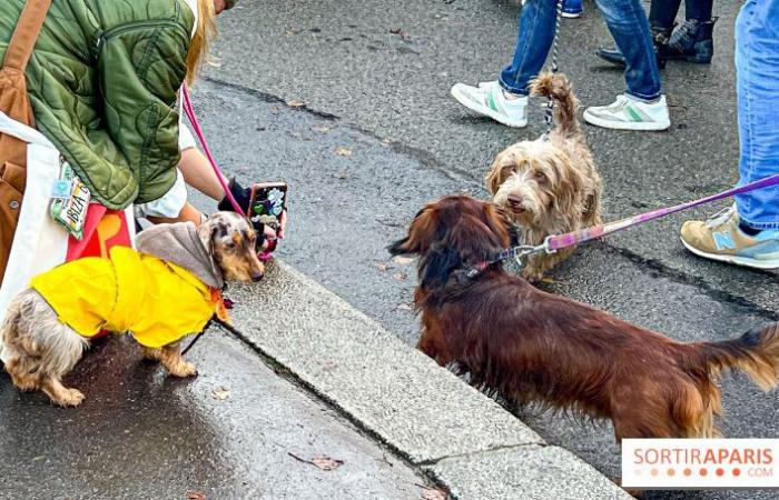 Pariser Wurstspaziergang 2024: Der Dackelspaziergang kehrt diesen Sonntag in die Hauptstadt zurück!