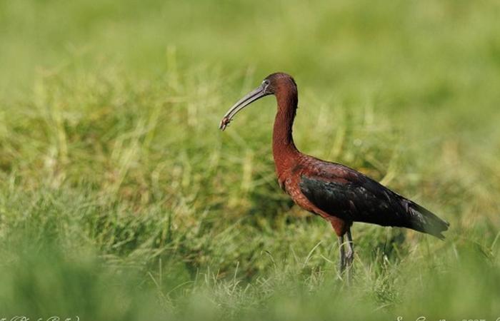 ein ornithologisches Festival am Etang du Gol, um das Bewusstsein für den Schutz der endemischen Vögel der Insel La Réunion zu schärfen