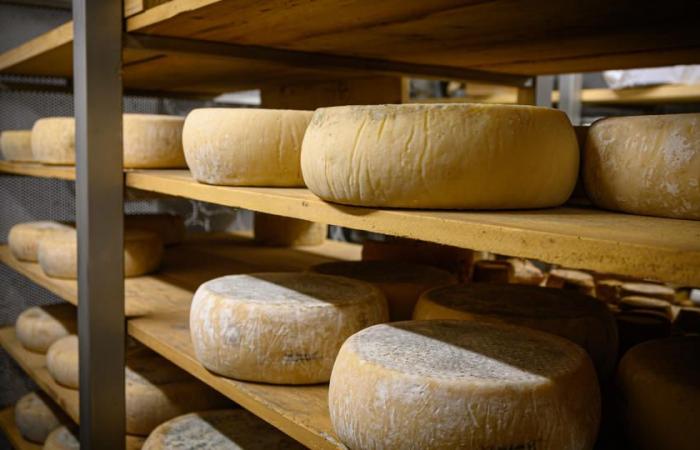 Der beste Käse der Welt 2024 ist portugiesischer Käse, vor fast 4.800 Mitbewerbern