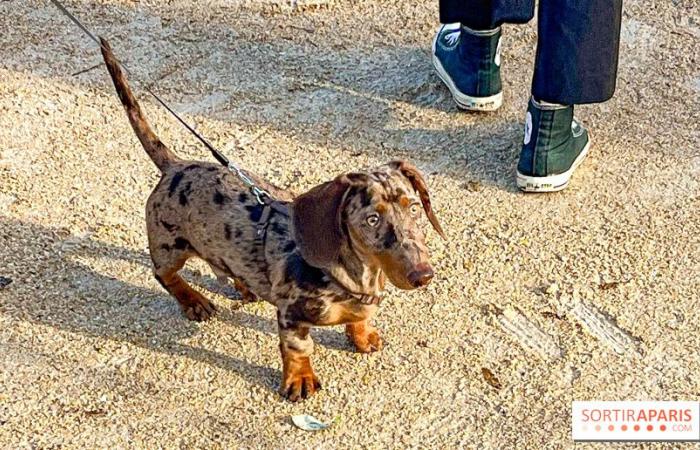 Pariser Wurstspaziergang 2024: Der Dackelspaziergang kehrt diesen Sonntag in die Hauptstadt zurück!